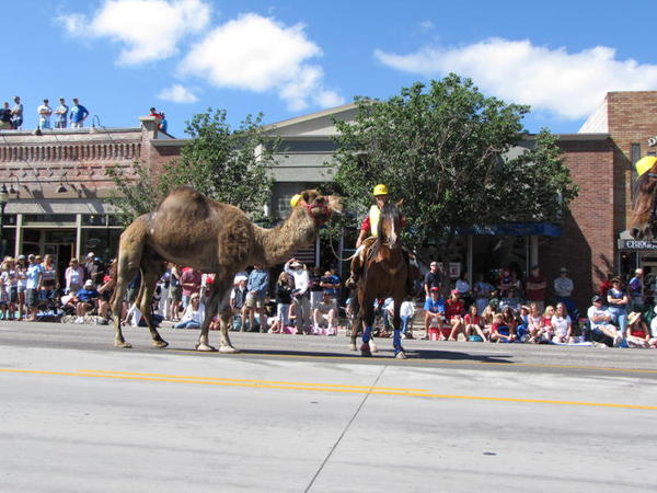 Camel on Main Street