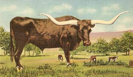 Stop by F.M. Light and Sons in Steamboat Springs, CO to visit the Texas Lonhorn Steer - He'll be at the Store on July 6, 2012 from 5-6:30pm!